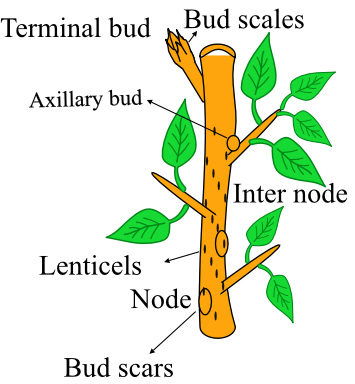 Solved: Axillary buds are located (a) at the tips of stems (b ...