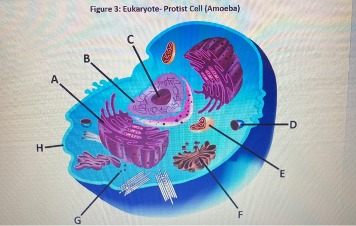 Solved Experiment 1: Create A Cell 1. In the table below, | Chegg.com