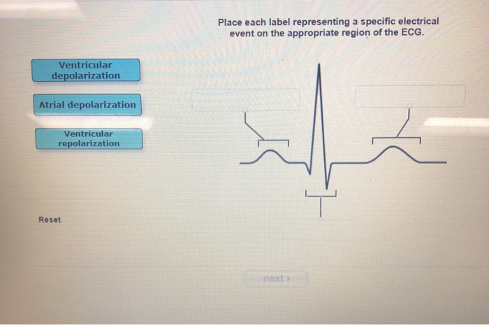 Solved Place each label representing a specific electrical | Chegg.com
