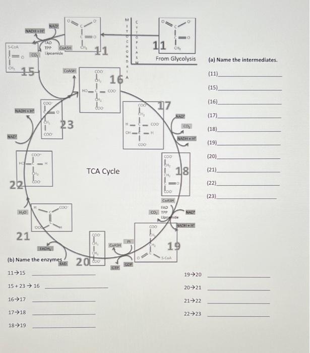 Solved Summarize the citrus acid cycle Name the