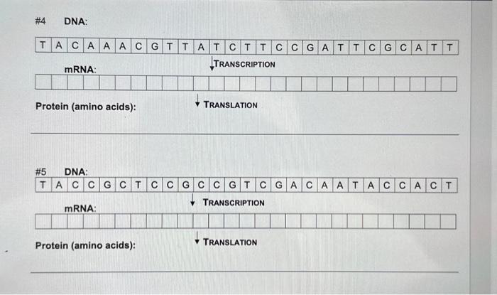 Solved Protein (amino acids): | Chegg.com