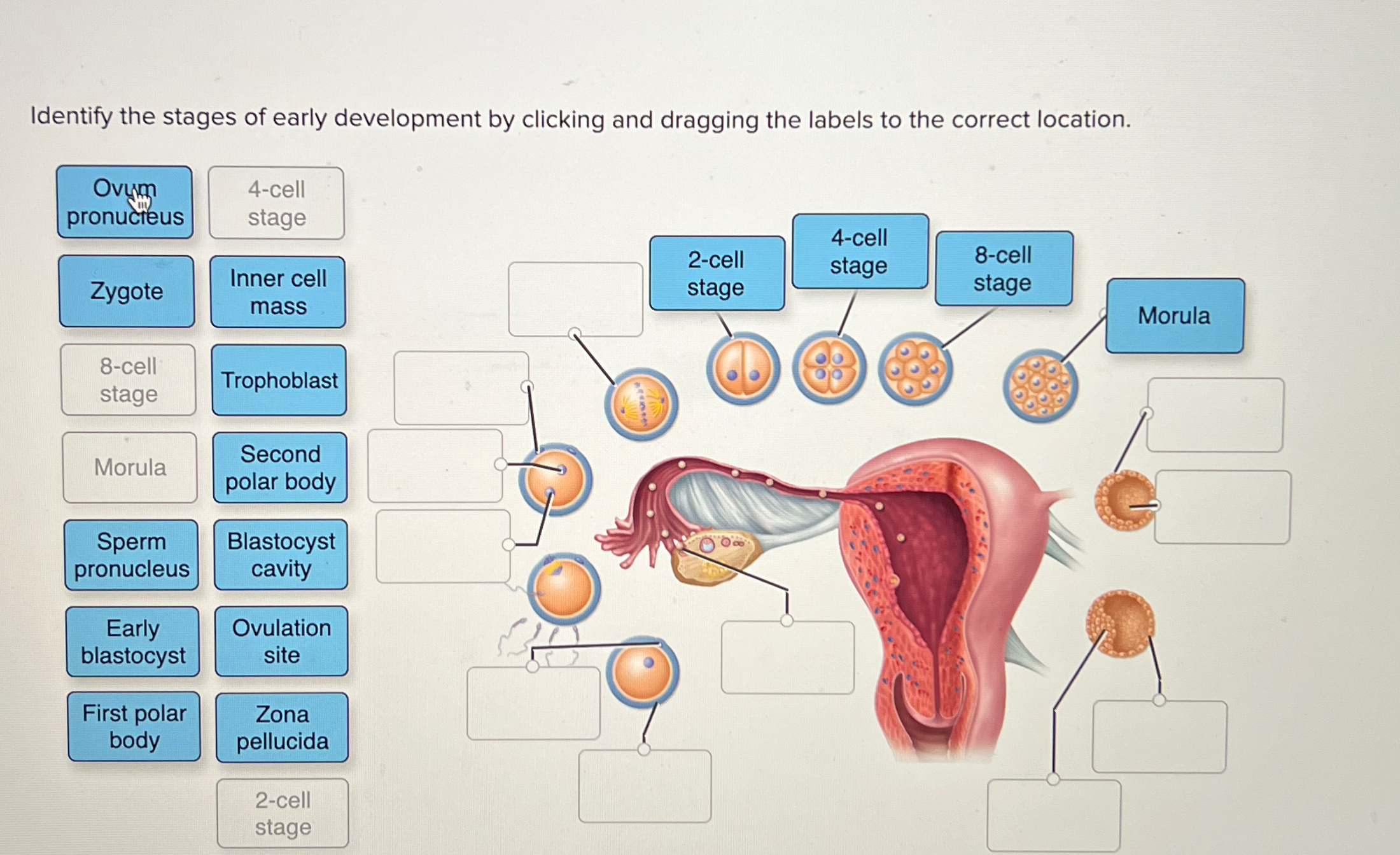 Solved Identify the stages of early development by clicking | Chegg.com