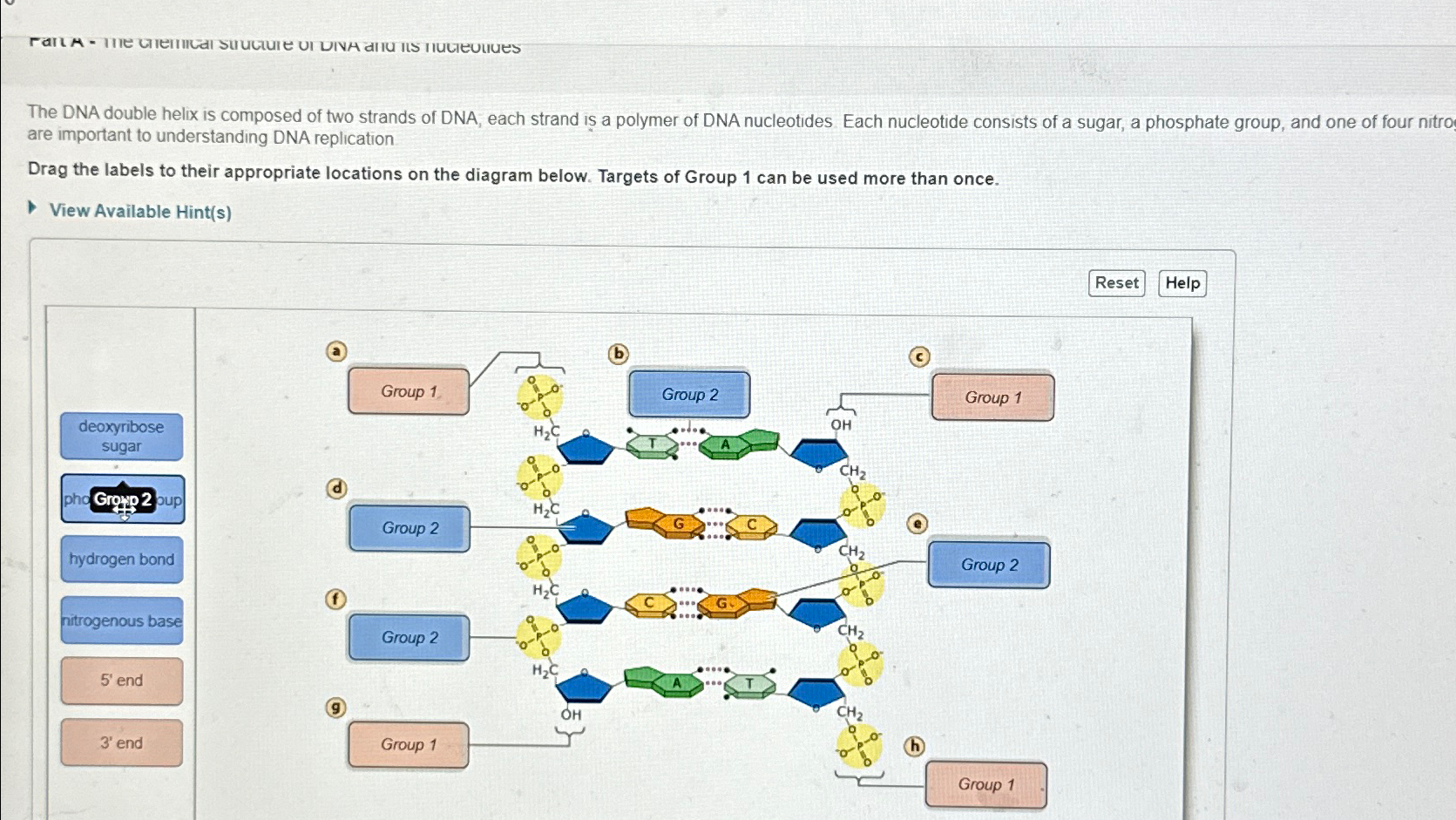 Solved The DNA double helix is composed of two strands of | Chegg.com