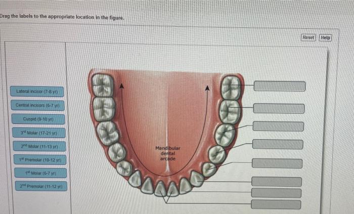 Solved Part A Drag the labels to the appropriate location in | Chegg.com