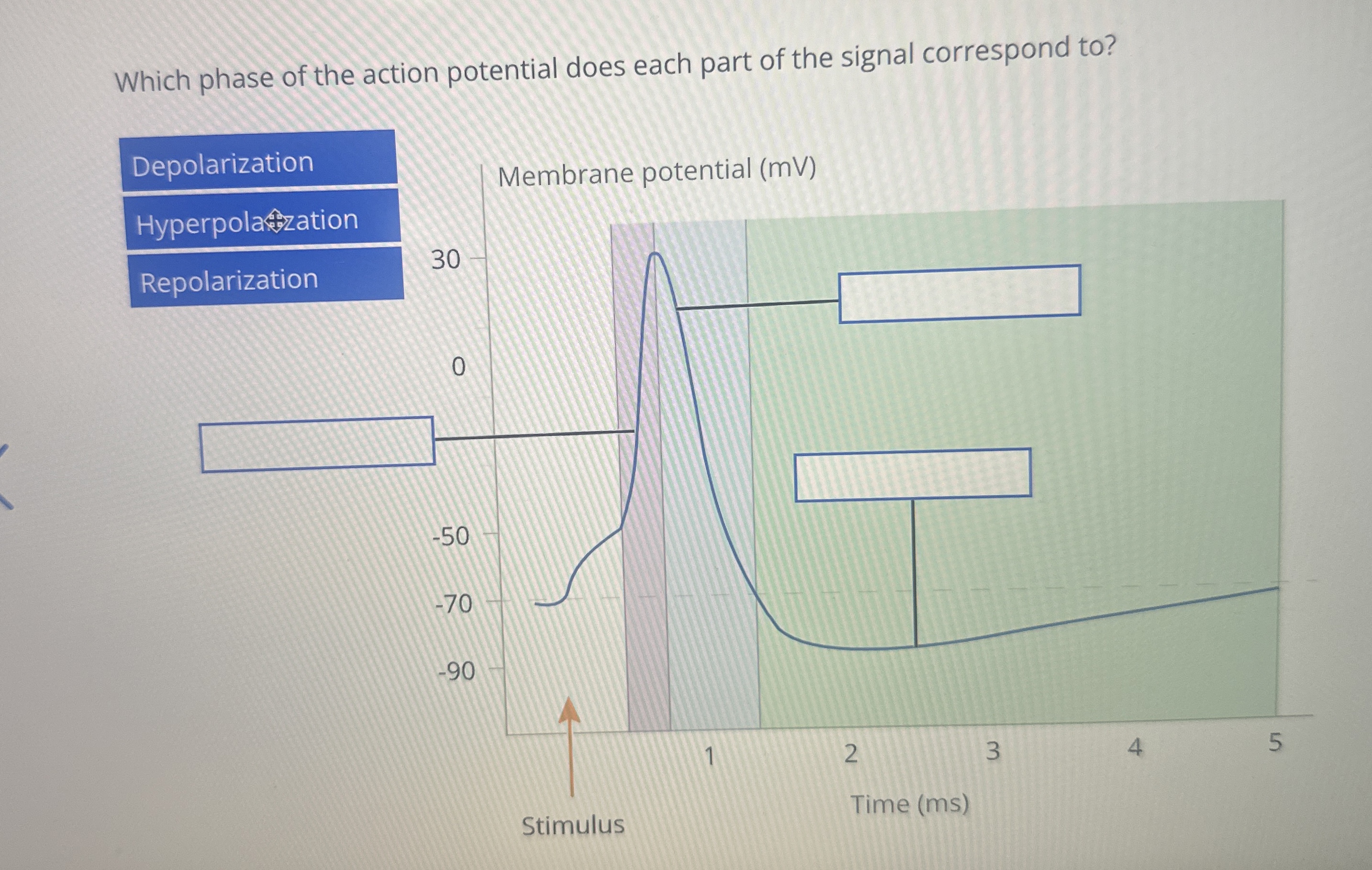 Solved Which phase of the action potential does each part of | Chegg.com