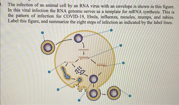 The infection of an animal cell by an RNA virus with | Chegg.com