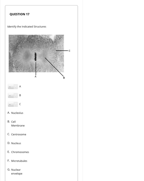 Solved QUESTION 17 Identify the Indicated Structures B с A. | Chegg.com