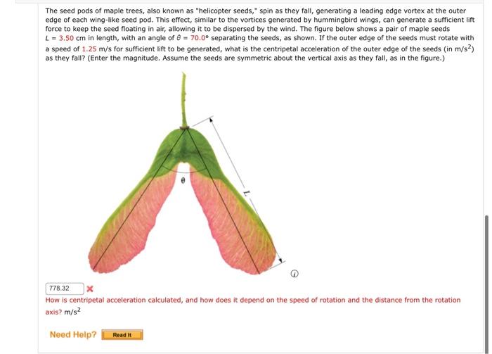Solved The seed pods of maple trees, also known as | Chegg.com