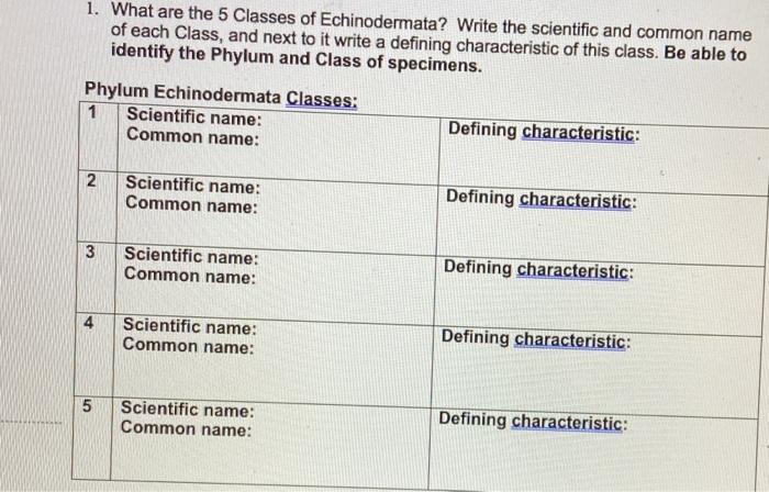 names of echinodermata