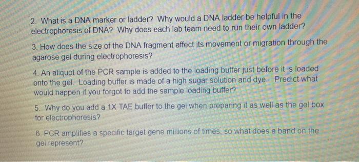 Solved 2 What Is A DNA Marker Or Ladder Why Would A DNA Chegg