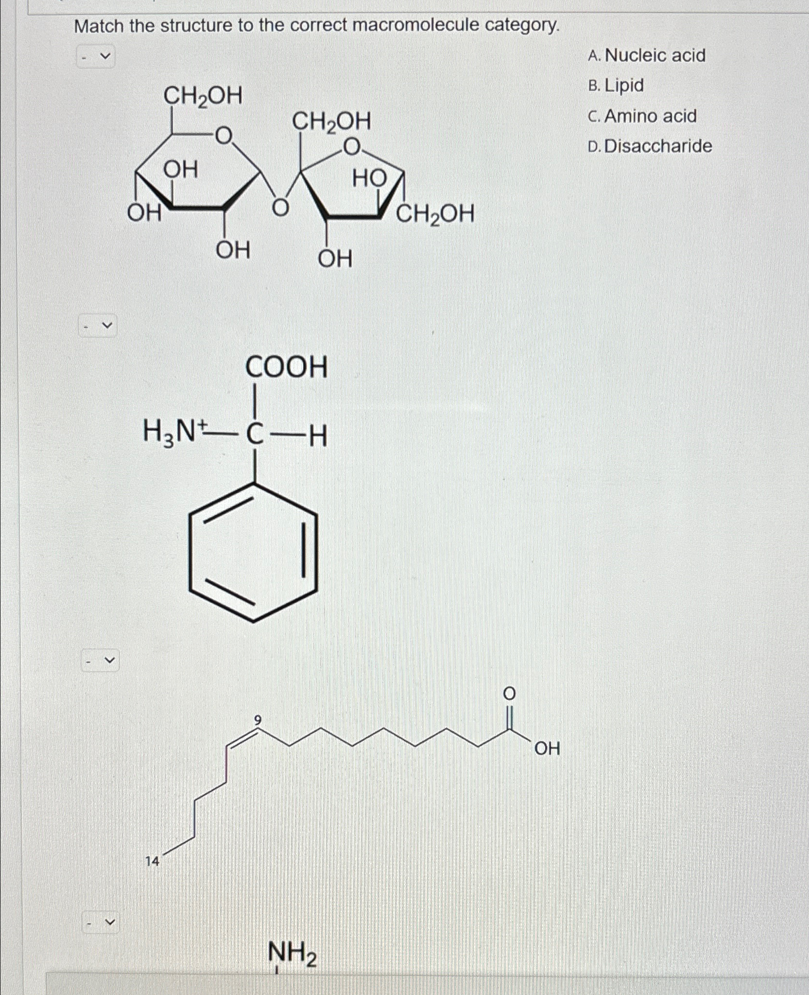 Solved Match the structure to the correct macromolecule | Chegg.com