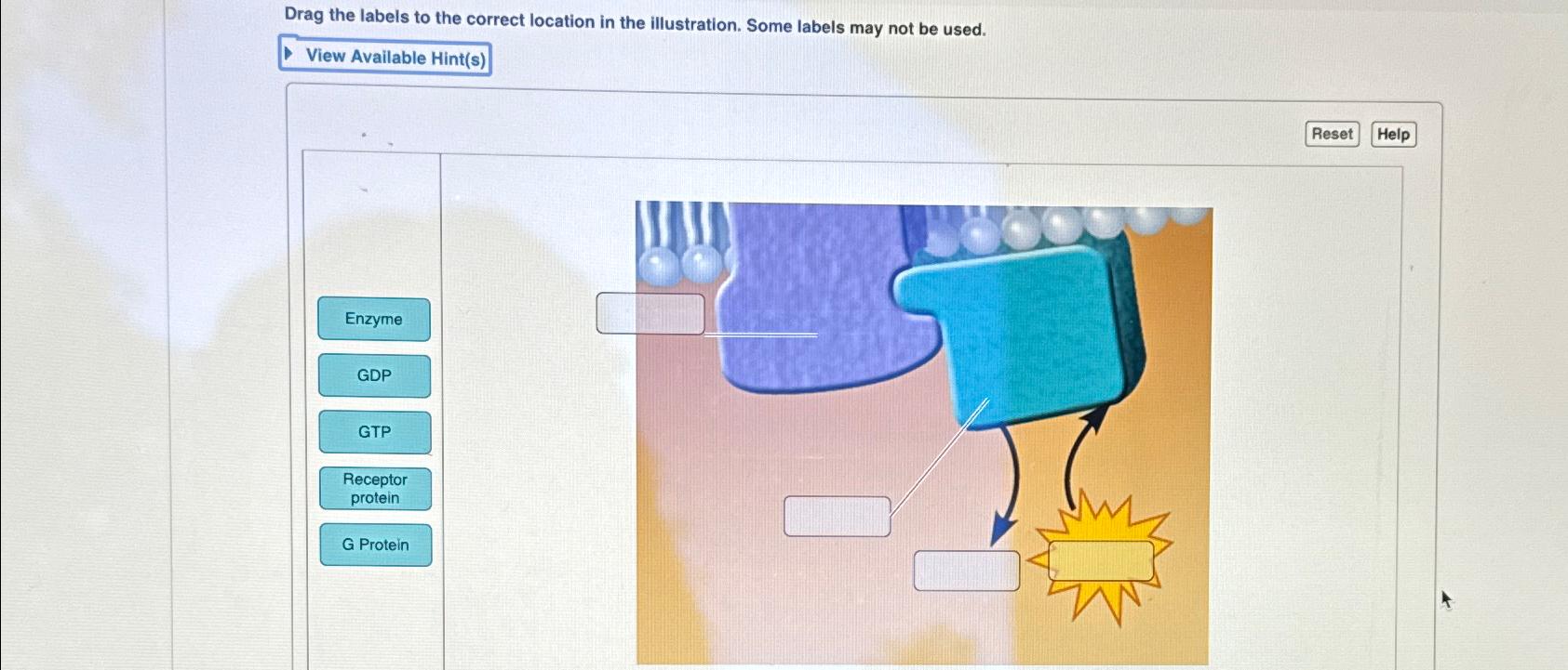 Solved Drag the labels to the correct location in the | Chegg.com