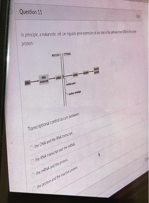 Solved Question 11 In principle, a eukaryotic cell can | Chegg.com
