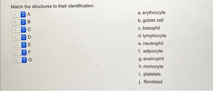 Solved B Match The Structures To Their Identification, | Chegg.com