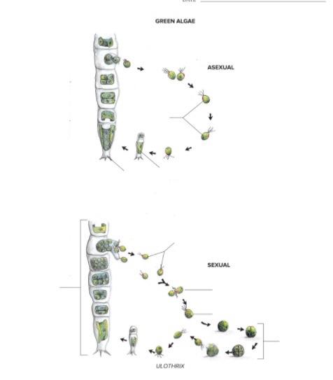 Solved GREEN ALGAE ASEXUAL SEXUAL ULOTHRIX | Chegg.com