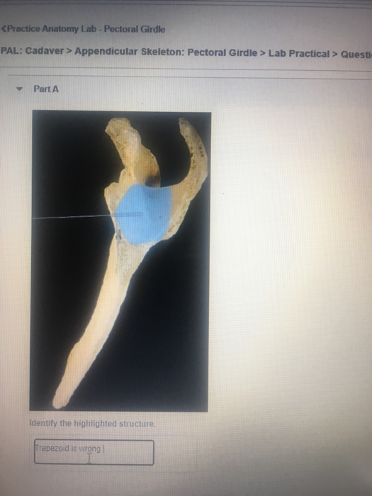 Solved The Pectoral Girdle Label the structures of the