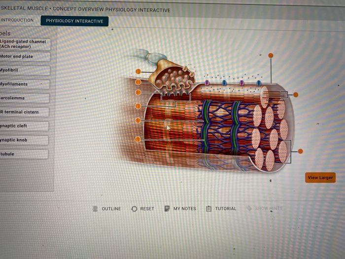 Solved SKELETAL MUSCLE CONCEPT OVERVIEW PHYSIOLOGY | Chegg.com