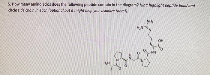 Solved 5. How many amino acids does the following peptide | Chegg.com