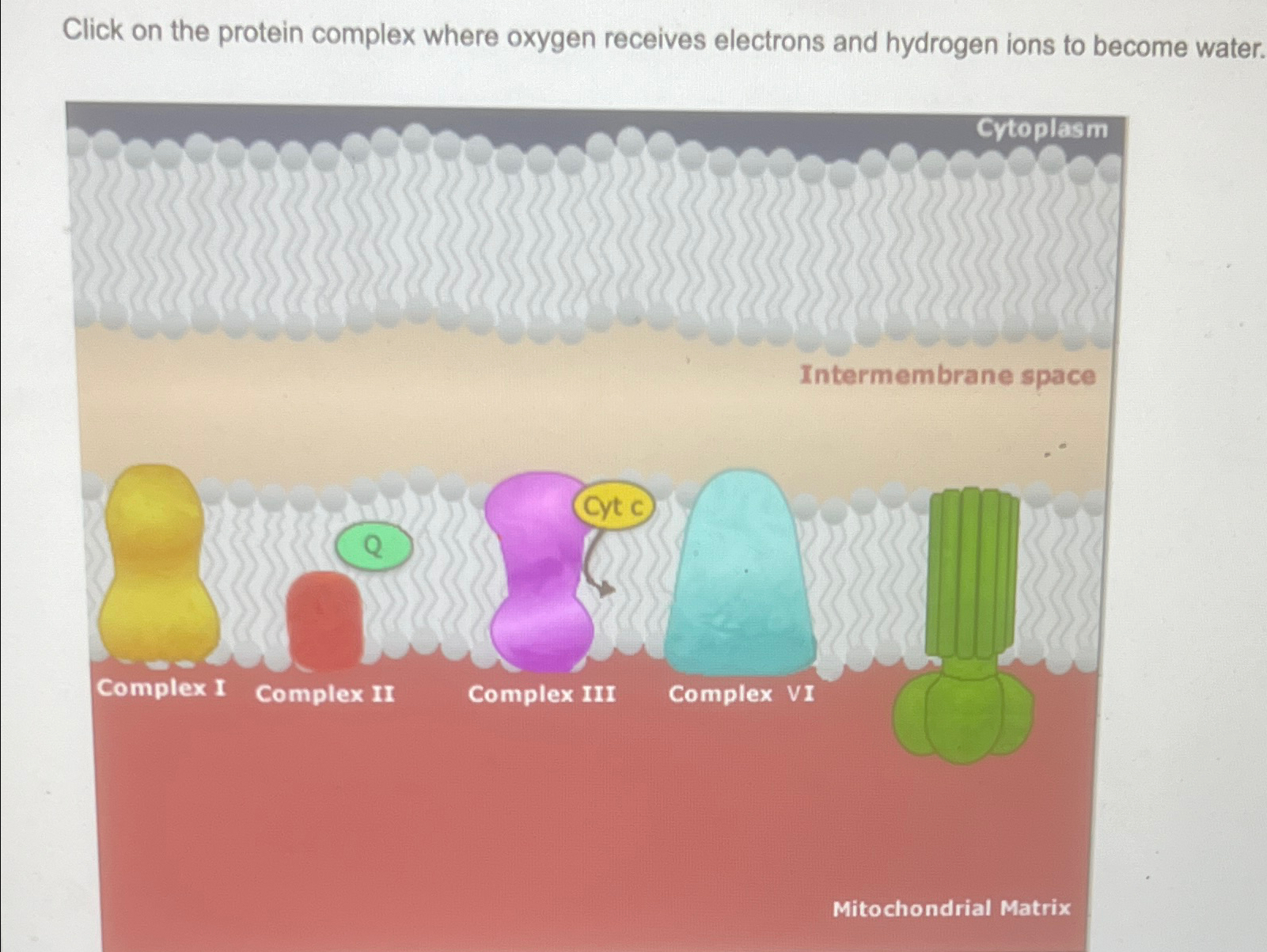 Solved Click on the protein complex where oxygen receives | Chegg.com