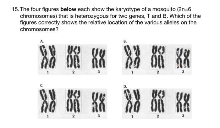 Solved 15. The four figures below each show the karyotype of | Chegg.com