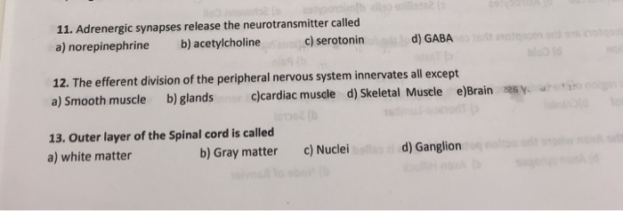 Solved 11. Adrenergic synapses release the neurotransmitter | Chegg.com