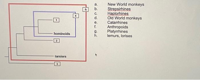 Solved here is a tree of a prinate phylogeny with some names | Chegg.com