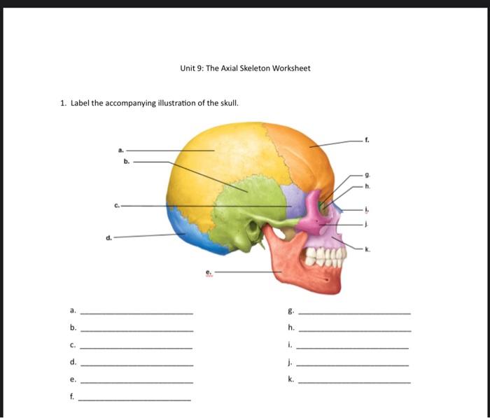 Solved Unit 9: The Axial Skeleton Worksheet 1. Label the | Chegg.com