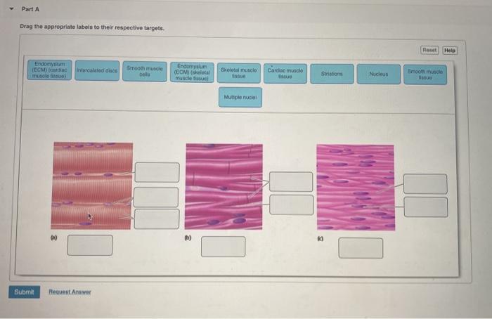 Solved Part A Drag the appropriate labels to their | Chegg.com