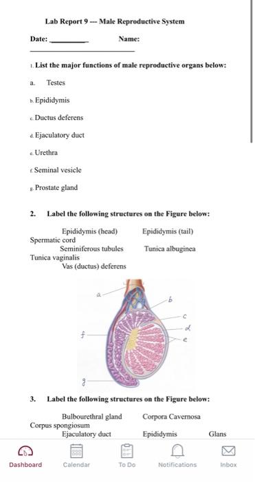 Solved Lab Report 9 Male Reproductive System Name Date 4087