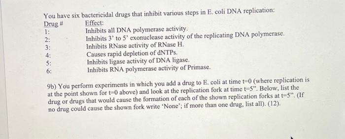Solved Question 9. Below is shown how a replication fork in | Chegg.com