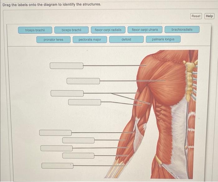 Solved] . triceps brachii biceps brachii brachioradialis palmaris longus