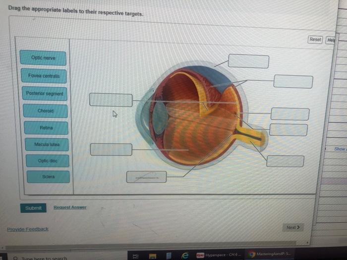 Solved Drag the appropriate labels to their respective | Chegg.com