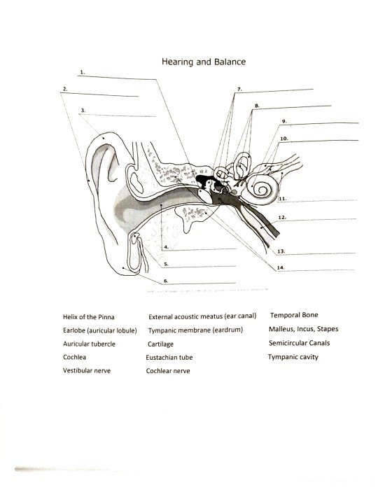 Solved Hearing and Balance 1. 8. 3 9. 10 11. 12 13. 14 Helix | Chegg.com