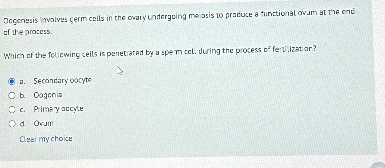 Solved Oogenesis Involves Germ Cells In The Ovary Undergoing 