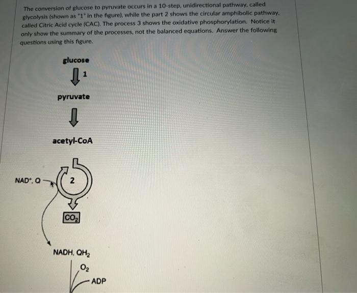 The conversion of glucose to pyruvate occurs in a 10-step, unidirectional pathway, called
glycolysis (shown as 1 in the fig