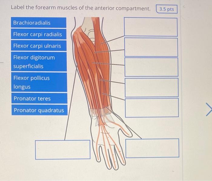 Muscles of deals the anterior arm