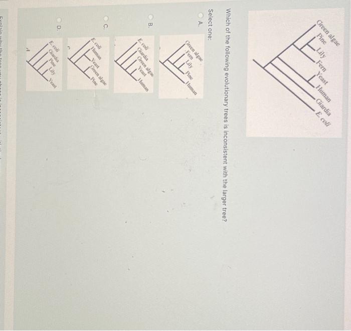 Solved Which Of The Following Evolutionary Trees Is | Chegg.com