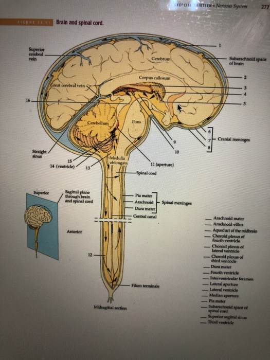Brain And Spinal Cord Anatomy