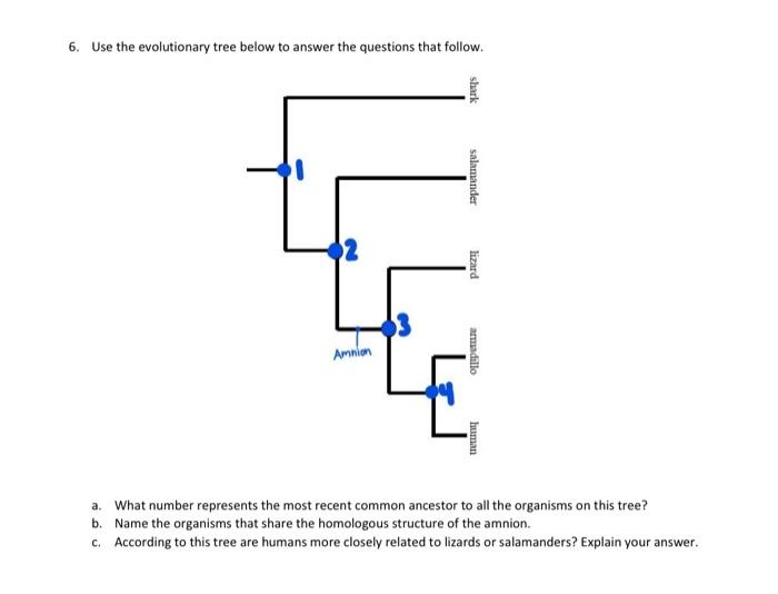 Solved 6. Use the evolutionary tree below to answer the | Chegg.com