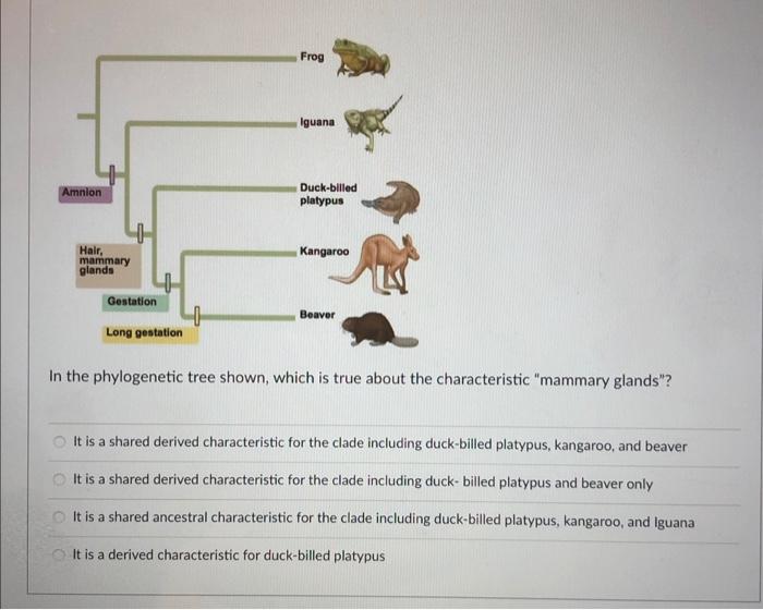 Solved Frog Iguana Amnion Duck-billed platypus Hair, mammary | Chegg.com