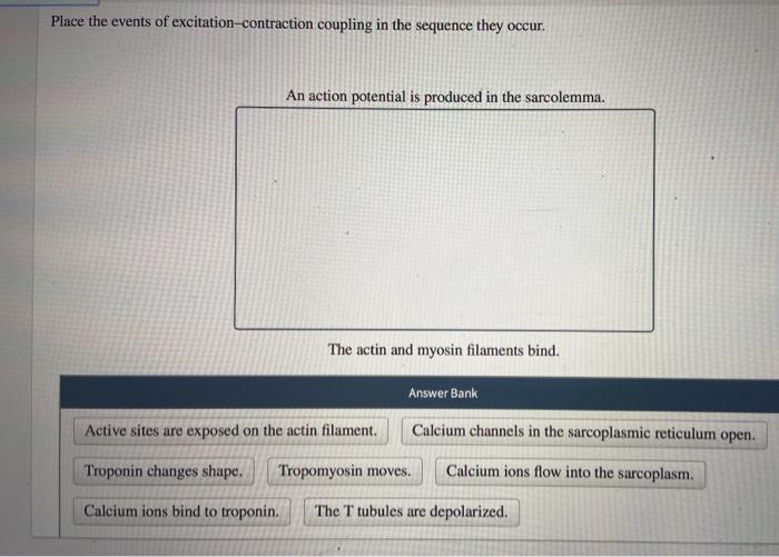 Solved Place the events of excitation-contraction coupling | Chegg.com