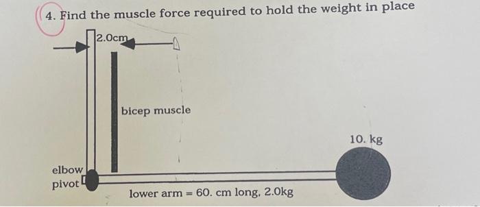 Solved 4. Find the muscle force required to hold the weight | Chegg.com