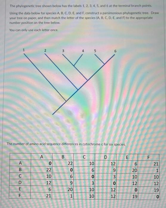 Solved The phylogenetic tree shown below has the labels | Chegg.com