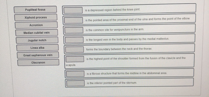 Solved Popliteal fossa is a depressed region behind the knee | Chegg.com