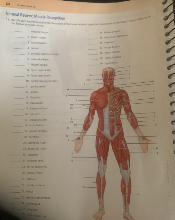 Solved 11. Identity each lettered muscle in the untration of | Chegg.com