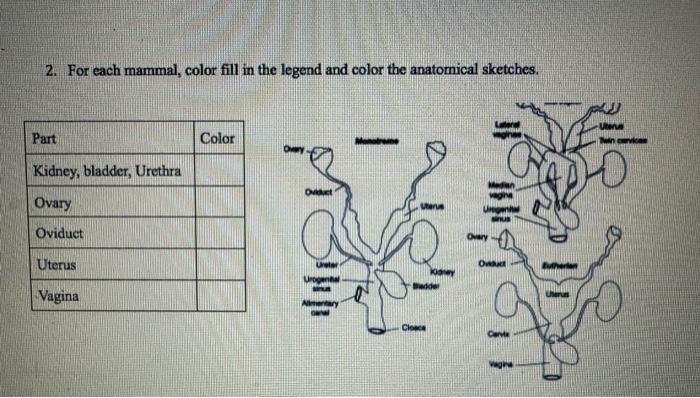 2. For each mammal, color fill in the legend and | Chegg.com