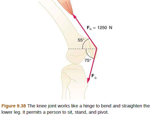 Solved: The upper leg muscle (quadriceps) exerts a force of 1250 N