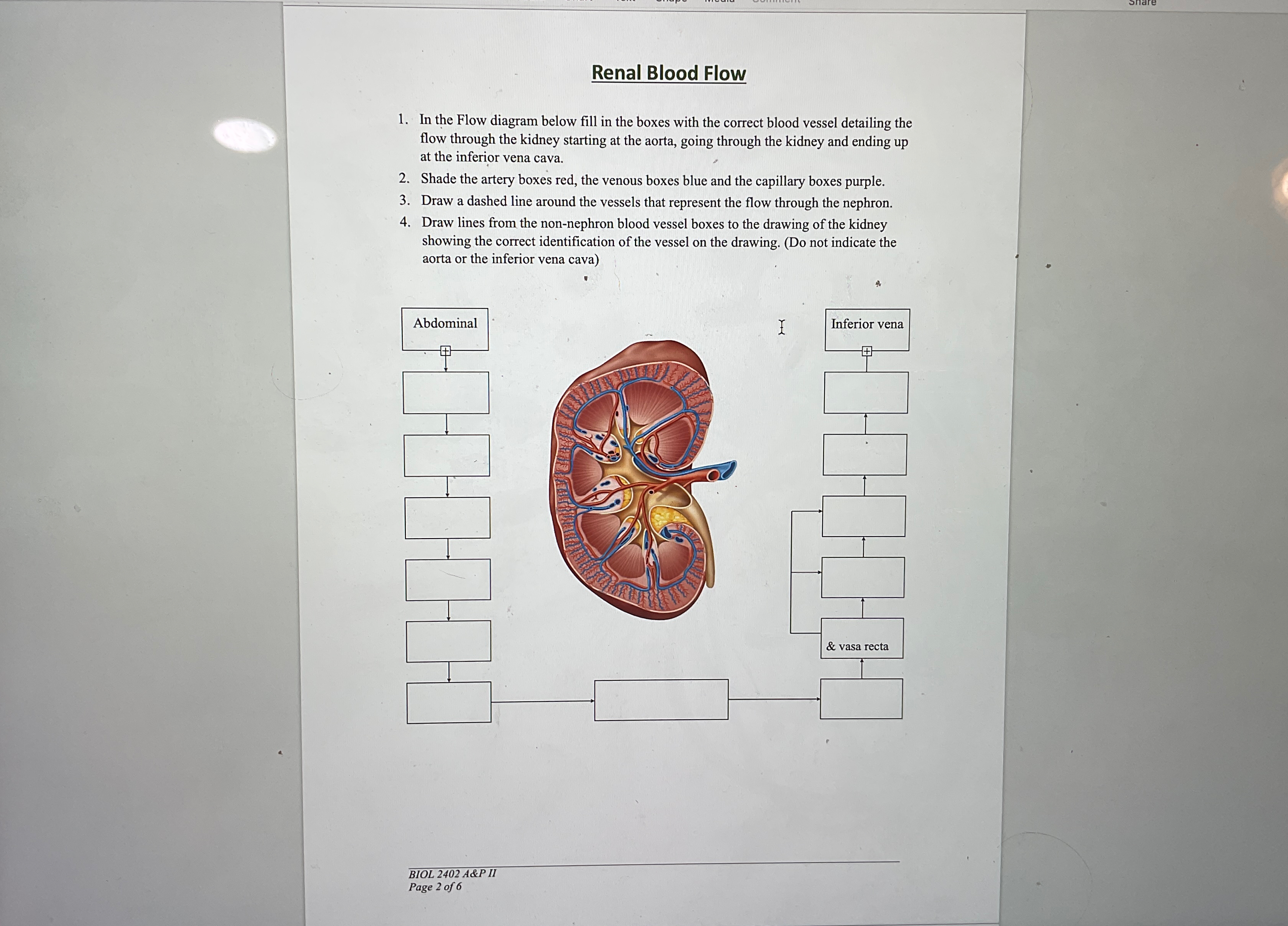 Solved Renal Blood FlowIn the Flow diagram below fill in the | Chegg.com