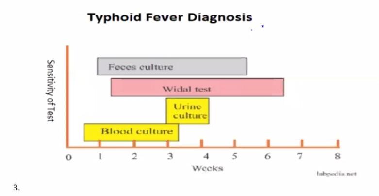 Solved Typhoid Fever Diagnosis Feces Culture Sensitivity Of | Chegg.com