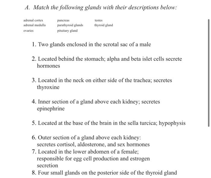 Solved A. Match the following glands with their descriptions | Chegg.com